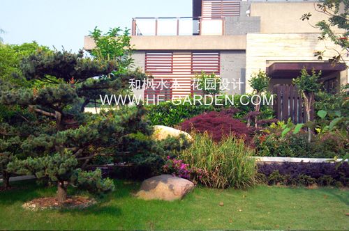 前院主景-百年老桂花 景石植物造景