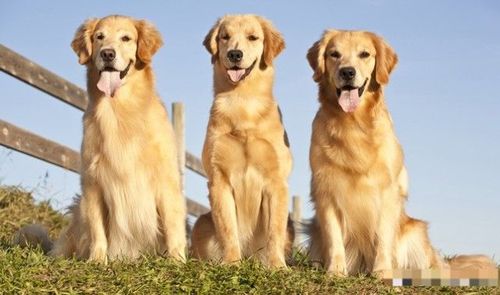 金毛犬的价格跌入谷底依旧无人问津4个原因让人放弃饲养