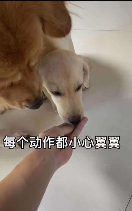 流浪动物被收养后生活的小心翼翼
