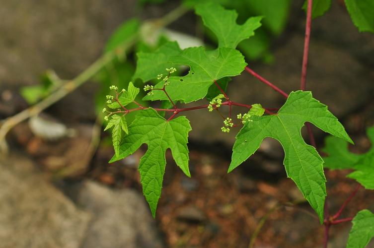 是 a data-lemmaid="10106717">蛇葡萄属 /a>落叶木质藤本, a href="