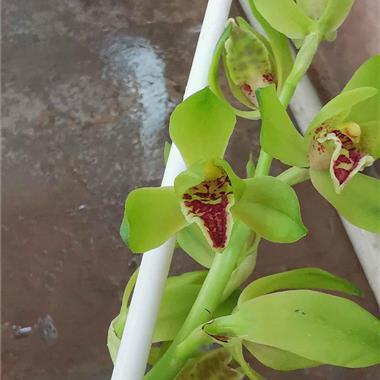 蕙兰中矮精品叶形草红色青花荷瓣(不带花)