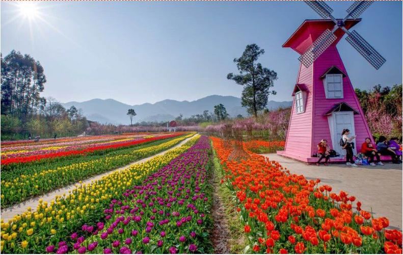 重庆垫江牡丹樱花世界数万株樱花牡丹竞相绽放