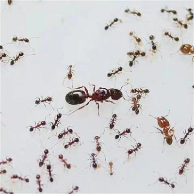 蚂蚁两个字的拼音怎么写