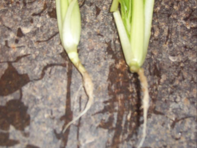 10%科佳 立通钙和50%福帅得 立通钙防治大白菜根肿病药剂试验