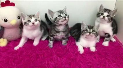 短毛猫1000元 - 北海58同城