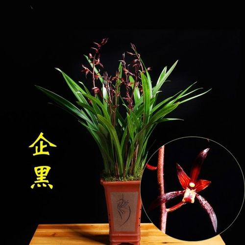 兰花墨兰企黑浓香型易养植物高档室内盆栽春节开花