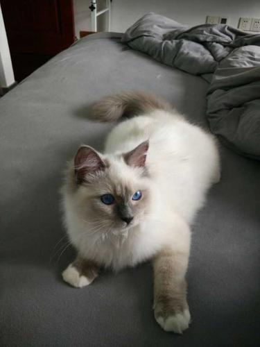 看看我家的小可爱,布偶猫和蓝猫.