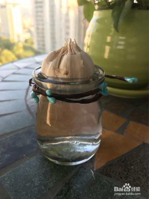 瓶子种大蒜的方法