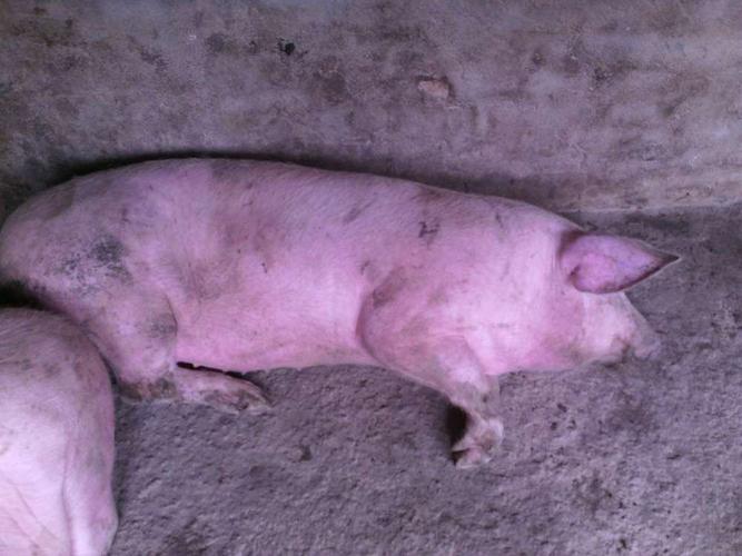 1. 猪附红细胞体病.