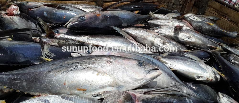 frozen yellowfin tuna 1/5kg per pc