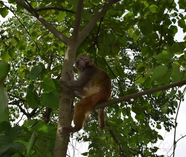 【野生动植物保护】觅食猴子在民警的护送下安全回归