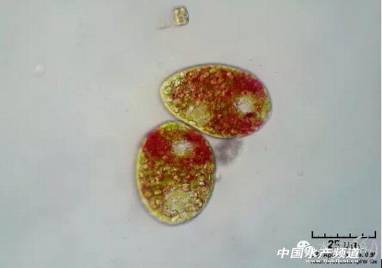 提醒珍藏史上最全高清藻类图谱2