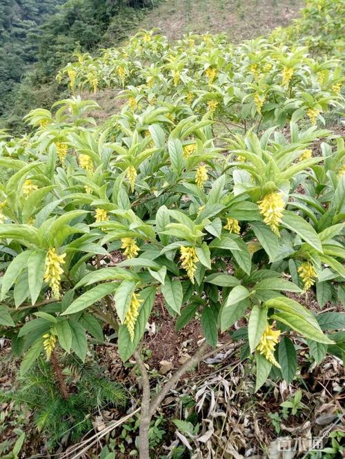 40公分观音串苗 倒吊黄 黄花倒水莲苗