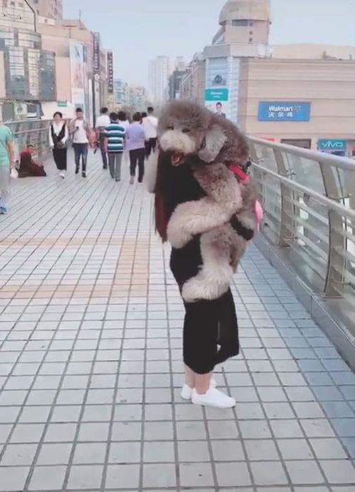 "巨贵"撒娇不走,主人一把抱起,下一秒狗子反应笑喷
