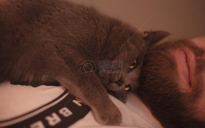 趴在人身上的猫咪