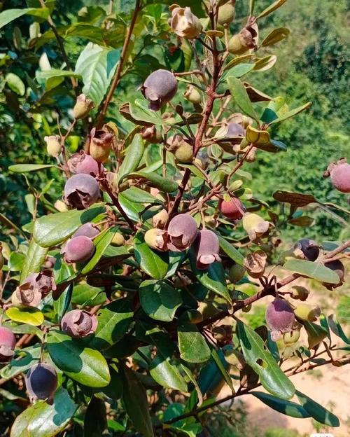 乐昌的捻子熟了,你吃了没?