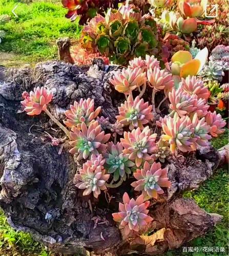 没想到"秋丽"可以养得这么美,这种大普货多肉养出状态