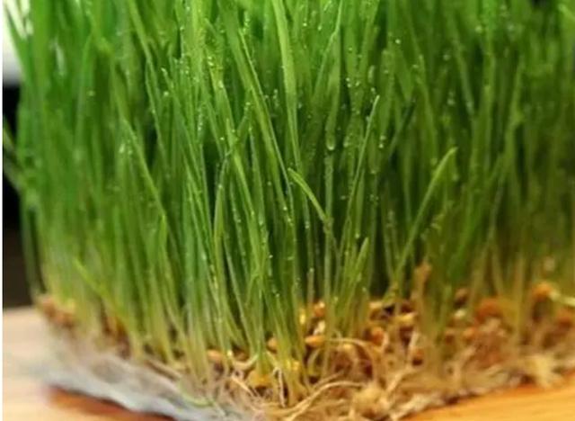 水培麦芽种植技术