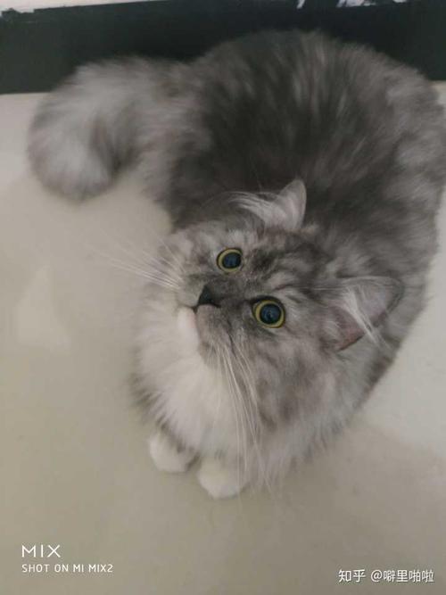 前面区别还是挺大的,一开始猫咖也不知道她爹是布偶,只以为是一只美短