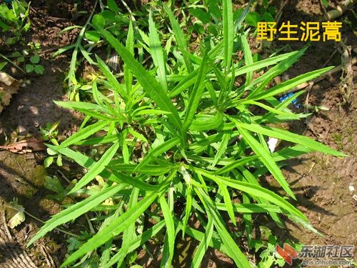 春暖花开,喵呜教你认野菜(自拍图片整理)