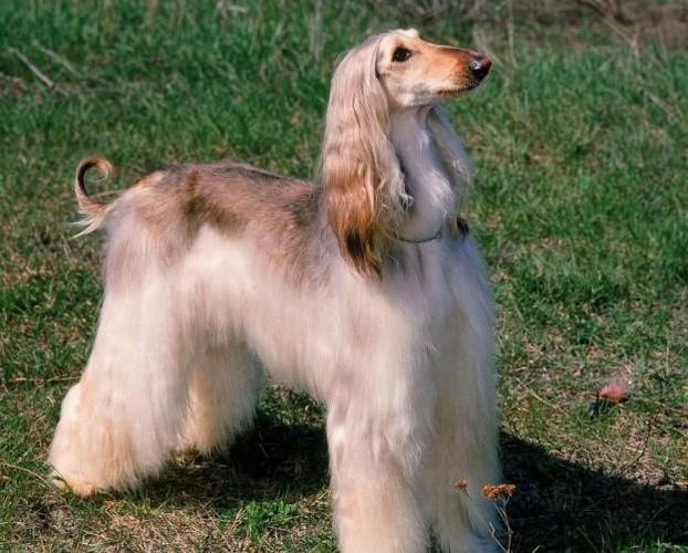 欣赏一下美美的阿富汗猎犬
