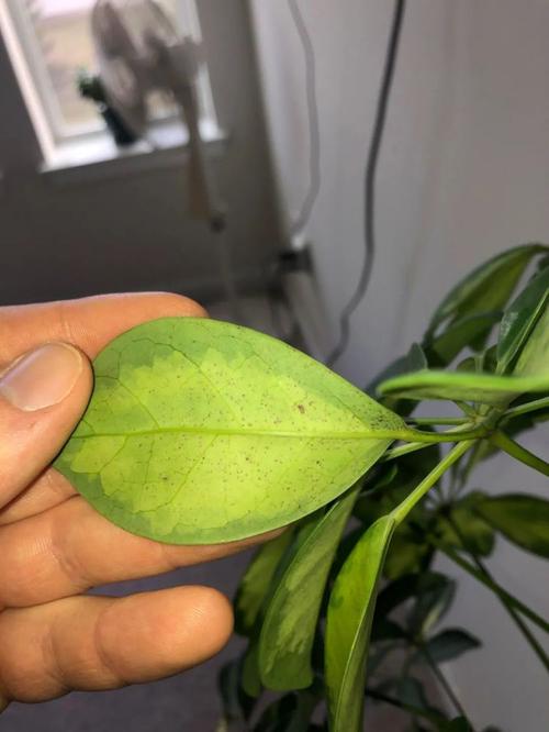 十种养花过程中常遇到的难题,病虫害要提前预防,别等爆发才解决