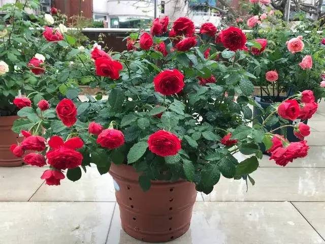 月季花红苹果标准大红色四季开花植株低矮适合阳台族