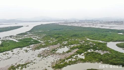 拍摄在福建漳州的九龙江边紫泥红树林保护基地