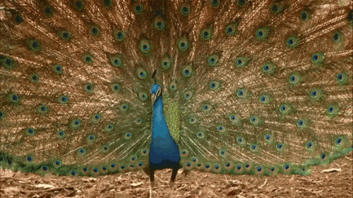 560_315gif 动态图 动图