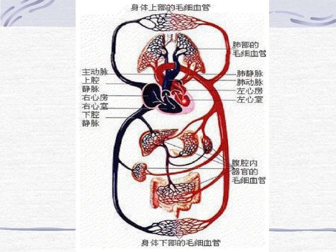 人体有两套循环管道 一套是运行血液的脉管