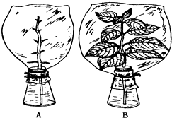 (1)你提出的问题是: 植物的叶是蒸腾作用的器官吗?