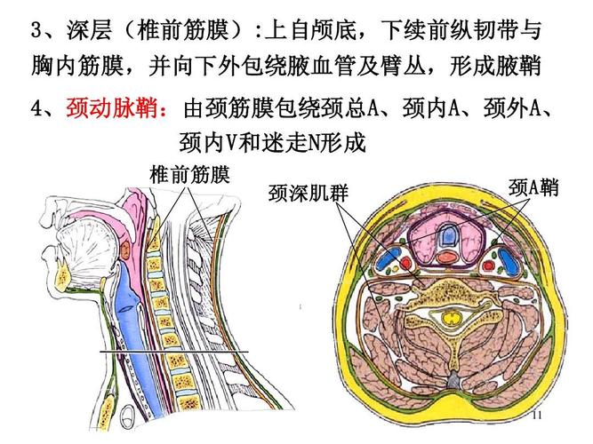 前纵韧带与 胸内筋膜,并向下外包绕腋血管及臂丛,形成腋鞘 4,颈动脉鞘
