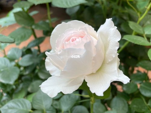 白色系的月季花_白色系_月季_家居家装_家居装饰
