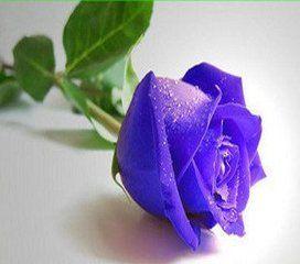 十二星座生日花和花语. - 星座 - zeze!啧啧