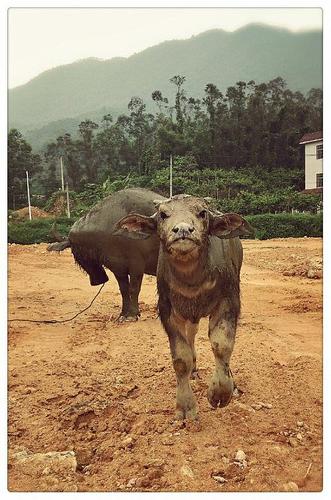 逗个牛差点被顶死