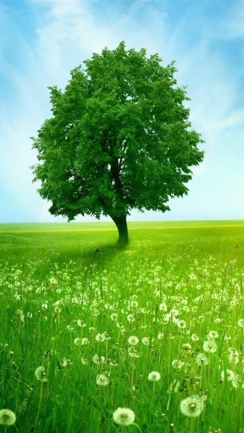 春天草原上的一棵树