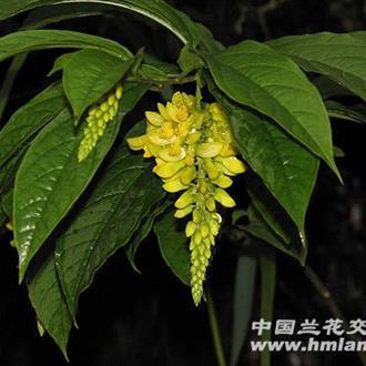 观音串学名黄花倒水莲