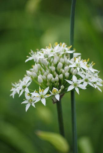 伞状花序韭菜花