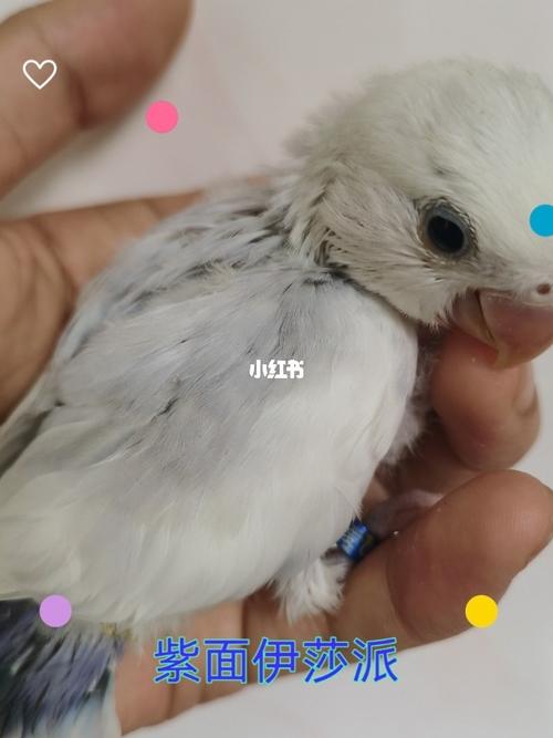 牡丹鹦鹉紫面伊莎派_鹦鹉_牡丹_新迎新城攻略_宠物