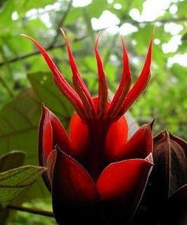 com 恶魔之手chiranthodendron pentadactylon:锦葵科属,因其鲜明的.