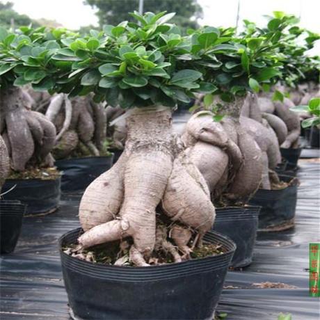 高档榕树|盆景树桩|榕树植物|小榕树|大榕树|人生树 8年苗子