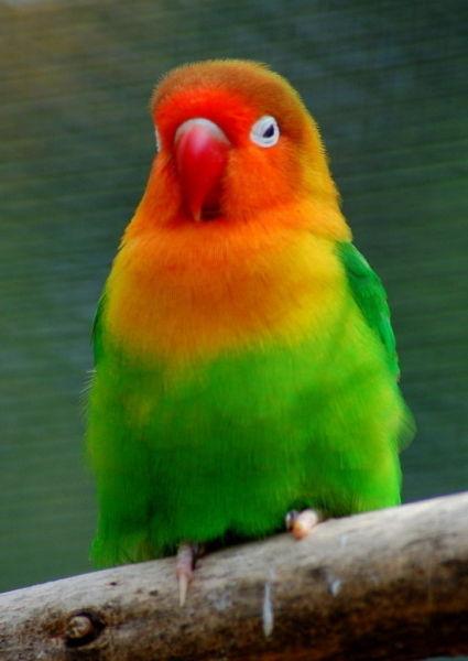 不只有沙滩海水 马尔代夫棕榈林里的彩色鹦鹉