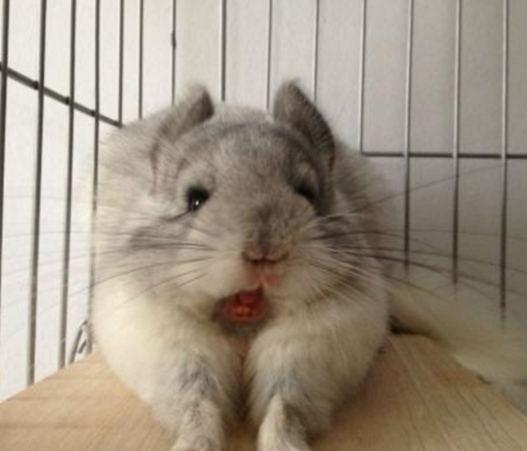 银斑龙猫小宠物图片(2)