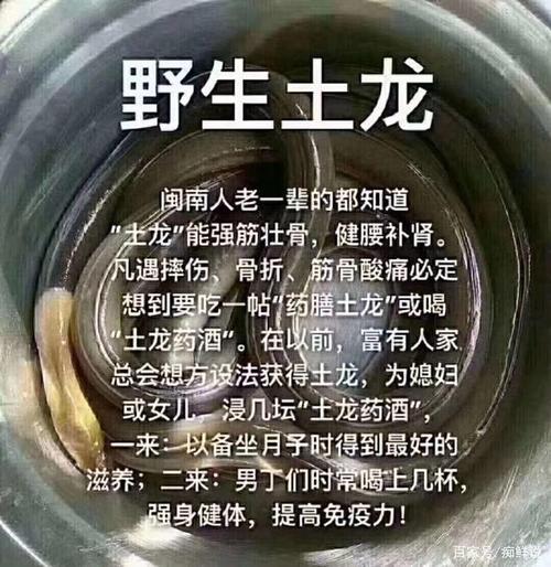 土龙,强身健体,大补之物!可遇不可求|痴鲜野生海鲜