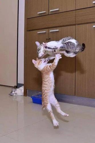 围观小猫咪打架后面观众的表情实在太逗了