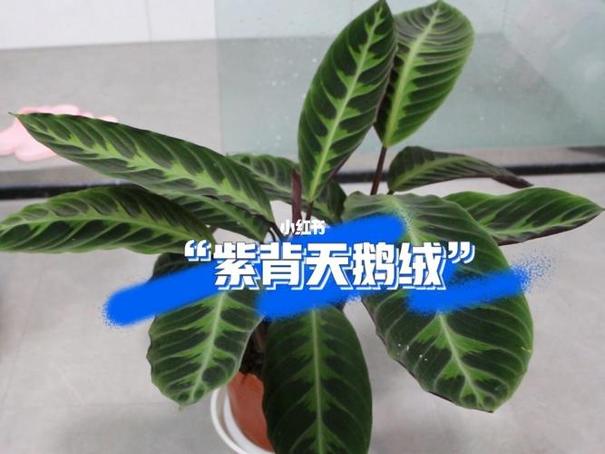 紫背天鹅绒竹芋_日记_绿植_绿植成长日记_家居家装