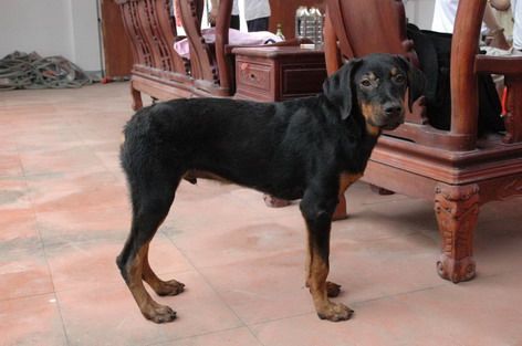 是德国无尾狗吗?