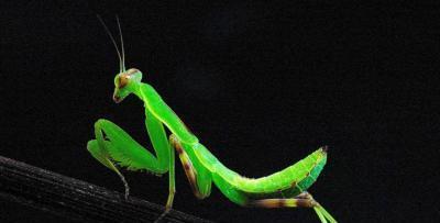 男子突发奇想,想看看螳螂会不会游泳?结果把他自己情绪失控