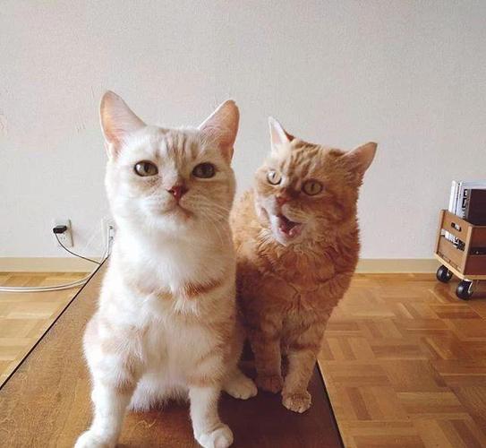日本的网红猫又出来了,网友:不要骗我养猫