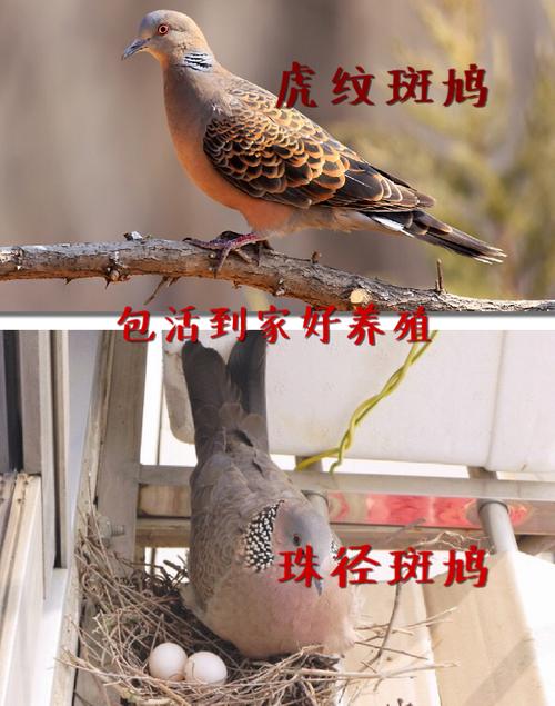 斑鸠鸟虎纹斑鸠珠颈斑鸠煤斑鸠活体斑鸠山斑鸠野鸽子包活到家斑鸠